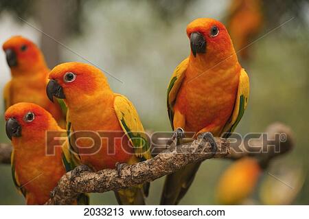 Stock Image - Orange Parakeets; Chiang Mai Thailand. Fotosearch