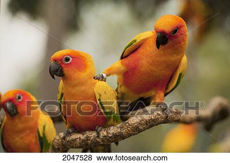 Orange Parakeets; Chiang Mai Thailand View Large Photo Image Stock Photo - Orange Parakeets; Chiang Mai Thailand. Fotosearch