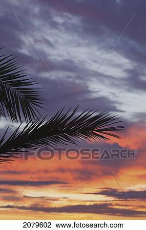 Palm fronds silhouetted against sunrise; spain View Large Photo Image Stock Image - Palm fronds silhouetted against sunrise; spain. Fotosearch