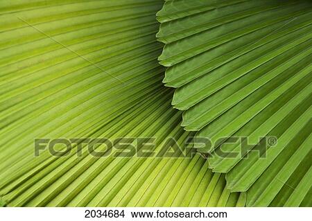 Palm Leaves And Fronds At The Singapore Zoo; Singapore View Large Photo Image Picture - Palm Leaves And Fronds At The Singapore Zoo; Singapore. Fotosearch