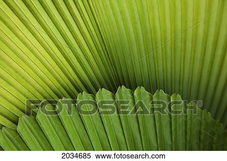 Palm Leaves And Fronds At The Singapore Zoo; Singapore View Large Photo Image Stock Photography - Palm Leaves And Fronds At The Singapore Zoo; Singapore. Fotosearch
