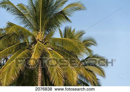 Palm tree against a blue sky; sayulita mexico View Large Photo Image Stock Photo - Palm tree against a blue sky; sayulita mexico. Fotosearch