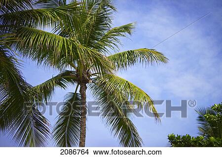 Picture - Palm trees against a blue sky; punta cana la altagracia dominican republic. Fotosearch