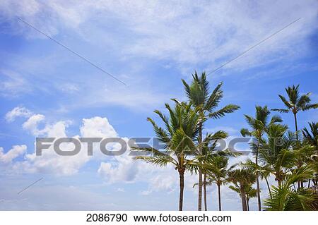 Palm trees against a blue sky with clouds; punta cana la altagracia dominican republic View Large Photo Image Stock Image - Palm trees against a blue sky with clouds; punta cana la altagracia dominican republic. Fotosearch