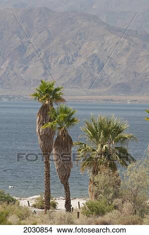 Palm Trees Along The Shoreline Of A Desert Lake With Mountain Range In The Distance; Palm Springs California United States Of America View Large Photo Image Picture - Palm Trees Along The Shoreline Of A Desert Lake With Mountain Range In The Distance; Palm Springs California United States Of America. Fotosearch