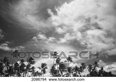 Picture - Palm trees and cloud formations; punta cana la altagracia dominican republic. Fotosearch