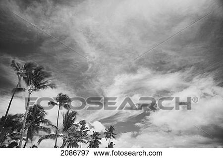 Stock Photo - Palm trees and cloud formations; punta cana la altagracia dominican republic. Fotosearch