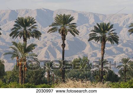 Palm Trees At Sunset With Desert Mountain Range In The Distance With Blue Sky; Palm Springs California United States Of America View Large Photo Image Stock Photo - Palm Trees At Sunset With Desert Mountain Range In The Distance With Blue Sky; Palm Springs California United States Of America. Fotosearch