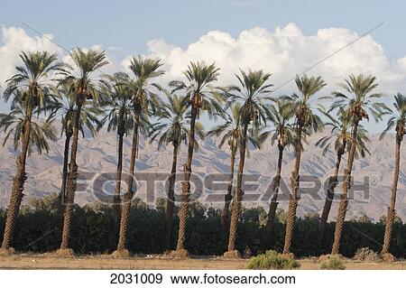 Palm Trees At Sunset With Desert Mountain Range In The Distance With Blue Sky And Clouds; Palm Springs California United States Of America View Large Photo Image Stock Photo - Palm Trees At Sunset With Desert Mountain Range In The Distance With Blue Sky And Clouds; Palm Springs California United States Of America. Fotosearch