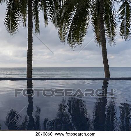 Palm trees reflected in the water; sayulita mexico View Large Photo Image Stock Photo - Palm trees reflected in the water; sayulita mexico. Fotosearch
