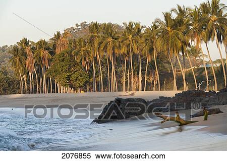 Palm trees rocks and driftwood on a beach; sayulita mexico View Large Photo Image Stock Photography - Palm trees rocks and driftwood on a beach; sayulita mexico. Fotosearch
