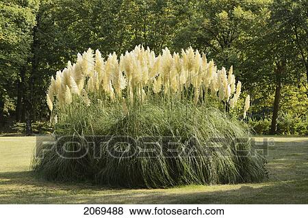 Pampas Grass; Soreze Tarn Midi-Pyrenees France View Large Photo Image Stock Photo - Pampas Grass; Soreze Tarn Midi-Pyrenees France. Fotosearch