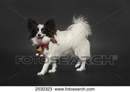 Papillon Dog On A Dark Grey Backdrop View Large Photo Image Stock Image - Papillon Dog On A Dark Grey Backdrop. Fotosearch
