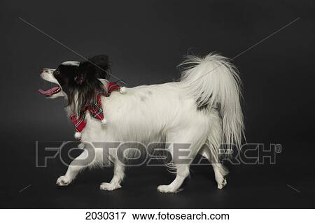 Papillon Dog On A Dark Grey Backdrop View Large Photo Image Stock Photo - Papillon Dog On A Dark Grey Backdrop. Fotosearch