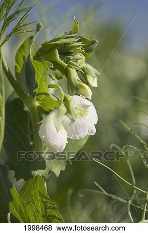 Pea Blossoms In A Field; Alberta Canada View Large Photo Image Stock Photo - Pea Blossoms In A Field; Alberta Canada. Fotosearch