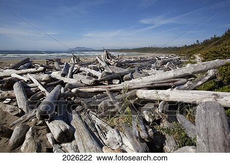 Piles Of Driftwood And Logs At Wickaninnish Beach In Pacific Rim National Park Near Tofino; British Columbia Canada View Large Photo Image Stock Image - Piles Of Driftwood And Logs At Wickaninnish Beach In Pacific Rim National Park Near Tofino; British Columbia Canada. Fotosearch