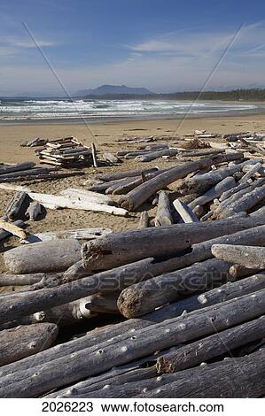 Piles Of Driftwood And Logs At Wickaninnish Beach In Pacific Rim National Park Near Tofino; British Columbia Canada View Large Photo Image Stock Image - Piles Of Driftwood And Logs At Wickaninnish Beach In Pacific Rim National Park Near Tofino; British Columbia Canada. Fotosearch