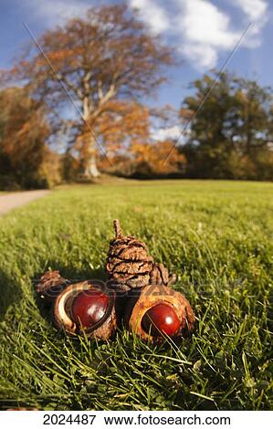 Pine Cones And Acorns Laying On The Grass; Scottish Borders Scotland View Large Photo Image Stock Photo - Pine Cones And Acorns Laying On The Grass; Scottish Borders Scotland. Fotosearch