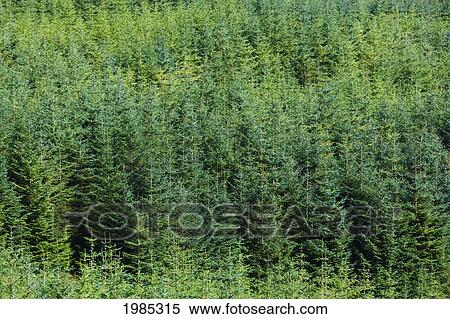 Pine Plantation Near Kilgarvan; County Kerry Republic Of Ireland View Large Photo Image Stock Photography - Pine Plantation Near Kilgarvan; County Kerry Republic Of Ireland. Fotosearch