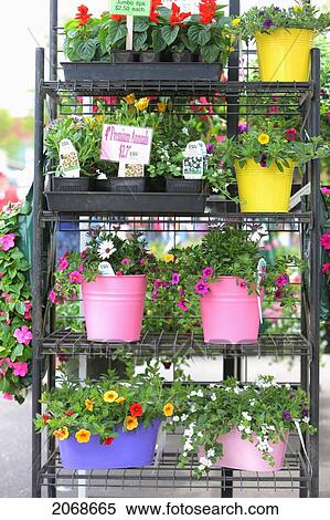 Plants For Sale On A Rack; Gresham Oregon United States Of America View Large Photo Image Stock Photography - Plants For Sale On A Rack; Gresham Oregon United States Of America. Fotosearch