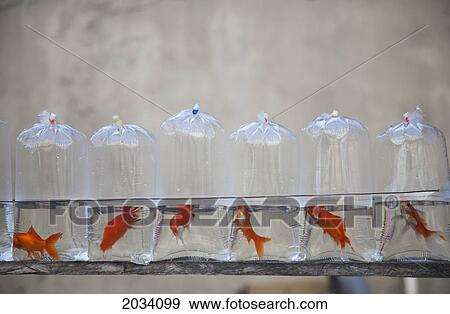 Stock Photo - Plastic Bags Containing Pet Goldfish For Sale; Iloilo City Panay Philippines. Fotosearch