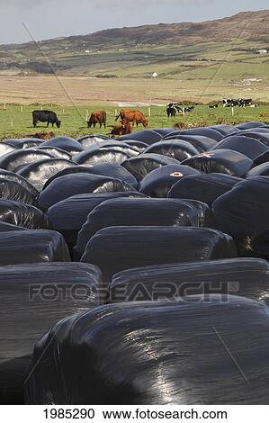 Plastic Wrapped Bales Of Animal Feed Near Mizzen Head; County Cork Republic Of Ireland View Large Photo Image Stock Image - Plastic Wrapped Bales Of Animal Feed Near Mizzen Head; County Cork Republic Of Ireland. Fotosearch