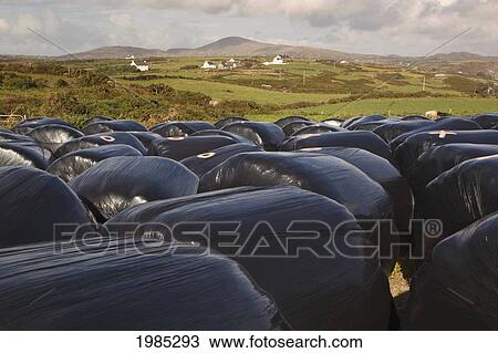 Plastic Wrapped Bales Of Animal Feed Near Mizzen Head; County Cork Republic Of Ireland View Large Photo Image Stock Image - Plastic Wrapped Bales Of Animal Feed Near Mizzen Head; County Cork Republic Of Ireland. Fotosearch