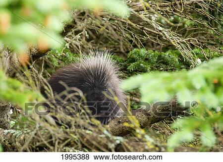Stock Photo - Porcupine Hiding In A Tree In Forillon National Park; Quebec Canada. Fotosearch