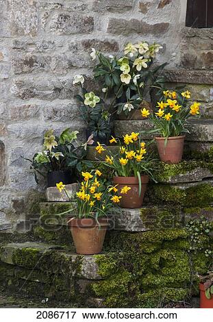 Stock Photo - Pots of daffodils going up a set of steps covered in moss; swaledale england. Fotosearch