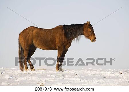 Profile of a brown horse standing in snow covered field with blue sky; calgary alberta canada View Large Photo Image Stock Image - Profile of a brown horse standing in snow covered field with blue sky; calgary alberta canada. Fotosearch