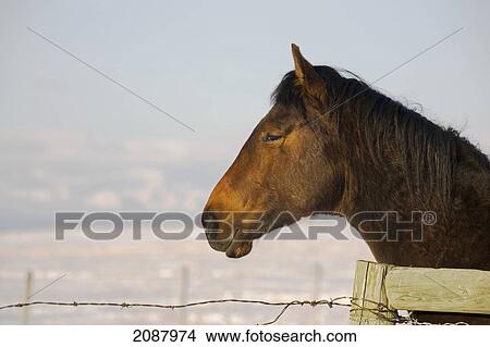 Profile of brown horse's head looking over fencing with snow covered field and mountains in the background with blue sky; calgary alberta canada View Large Photo Image Picture - Profile of brown horse's head looking over fencing with snow covered field and mountains in the background with blue sky; calgary alberta canada. Fotosearch