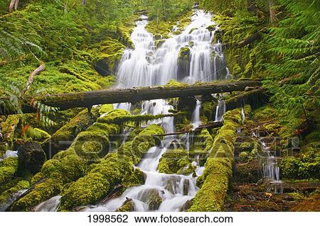 Proxy Falls In Willamette National Forest; Oregon United States Of America View Large Photo Image Stock Image - Proxy Falls In Willamette National Forest; Oregon United States Of America. Fotosearch