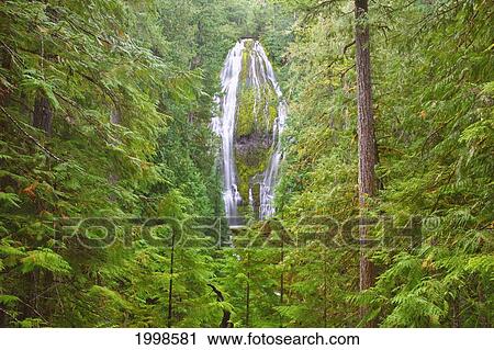 Proxy Falls In Willamette National Forest; Oregon United States Of America View Large Photo Image Stock Image - Proxy Falls In Willamette National Forest; Oregon United States Of America. Fotosearch