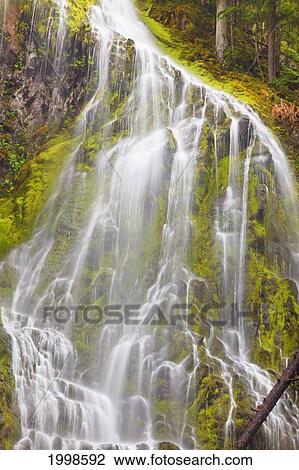 Proxy Falls In Willamette National Forest; Oregon United States Of America View Large Photo Image Stock Image - Proxy Falls In Willamette National Forest; Oregon United States Of America. Fotosearch