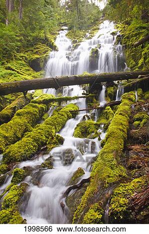 Stock Photograph - Proxy Falls In Willamette National Forest; Oregon United States Of America. Fotosearch