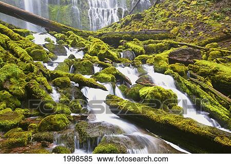 Proxy Falls In Willamette National Forest; Oregon United States Of America View Large Photo Image Stock Photography - Proxy Falls In Willamette National Forest; Oregon United States Of America. Fotosearch