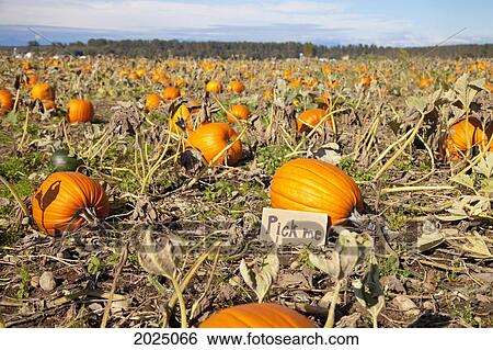 Pumpkin At Pumpkin Patch Says Pick Me; Everson Washington United States Of America View Large Photo Image Stock Photograph - Pumpkin At Pumpkin Patch Says Pick Me; Everson Washington United States Of America. Fotosearch