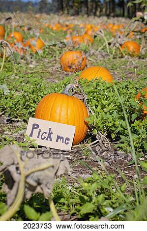 Pumpkin At Pumpkin Patch Says 'pick Me'; Everson Washington United States Of America View Large Photo Image Stock Image - Pumpkin At Pumpkin Patch Says 'pick Me'; Everson Washington United States Of America. Fotosearch