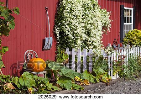 Pumpkin Sits Outside Red Barn And White Picket Fence; Everson Washington United States Of America View Large Photo Image Stock Photo - Pumpkin Sits Outside Red Barn And White Picket Fence; Everson Washington United States Of America. Fotosearch