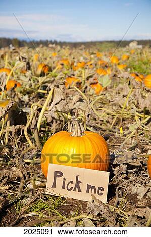 Pumpkin With A Pick Me Sign; Everson Washington United States Of America View Large Photo Image Stock Image - Pumpkin With A Pick Me Sign; Everson Washington United States Of America. Fotosearch