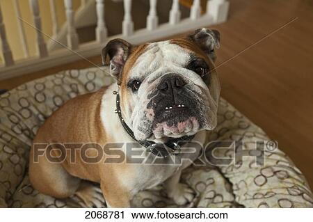 Purebred English Bulldog; Pacifica California United States Of America View Large Photo Image Stock Image - Purebred English Bulldog; Pacifica California United States Of America. Fotosearch