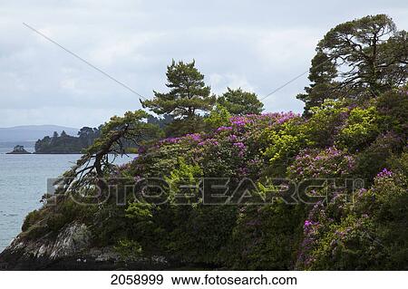 Stock Photo - Purple Flowers Blossoming On A Cliff On The Coastline; Glengarriff County Cork Ireland. Fotosearch