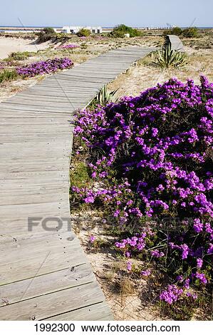 Stock Image - Purple Flowers Growing Along The Edge Of A Boardwalk; Island Of Ilha Da Barreta Algarve Portugal. Fotosearch