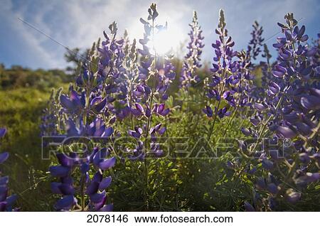 Stock Photograph - Purple lupine with sunlight behind it; sutter california united states of america. Fotosearch