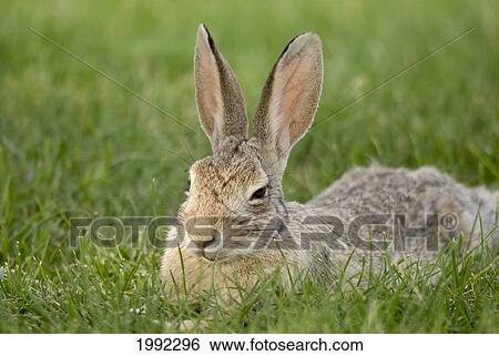 Rabbit Sitting On The Grass; South Dakota United States Of America View Large Photo Image Stock Photograph - Rabbit Sitting On The Grass; South Dakota United States Of America. Fotosearch