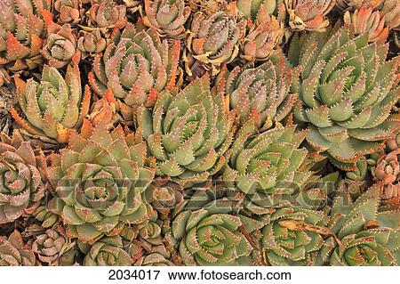 Red Aloe Succulent Plants; San Diego California United States Of America View Large Photo Image Stock Photo - Red Aloe Succulent Plants; San Diego California United States Of America. Fotosearch
