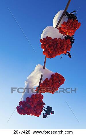 Red berries on a mountain ash tree branch against a blue sky; spruce grove alberta canada View Large Photo Image Stock Photo - Red berries on a mountain ash tree branch against a blue sky; spruce grove alberta canada. Fotosearch