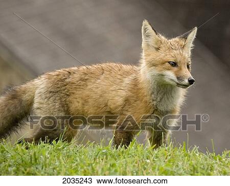 Stock Image - Red Fox (Vulpes Vulpes) In The Grass With Blurred Building In The Background; Quebec Canada. Fotosearch