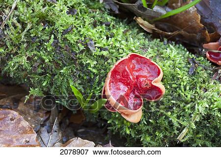 Stock Photo - Red fungus; gatehouse of fleet dumfries scotland. Fotosearch