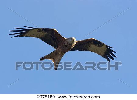Red kite (milvus milvus) in flight against a blue sky; dumfries scotland View Large Photo Image Stock Photo - Red kite (milvus milvus) in flight against a blue sky; dumfries scotland. Fotosearch